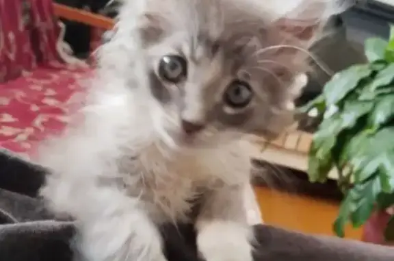 Кошки потеряшки, Духовщина, фото: Потеряшка кошка, Смоленская ул., 94