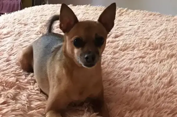 Собаки потеряшки, Нижневартовск, фото: Потеряшка собака, Нижневартовск