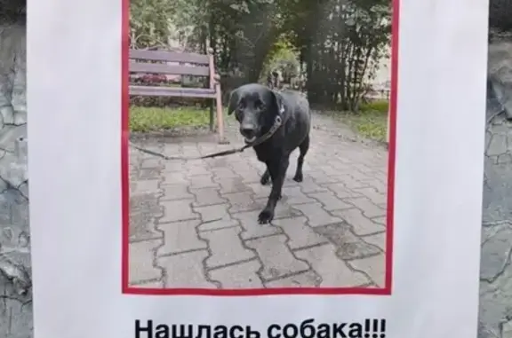 Собака найдена: пр. Стачек, 74/1, СПб