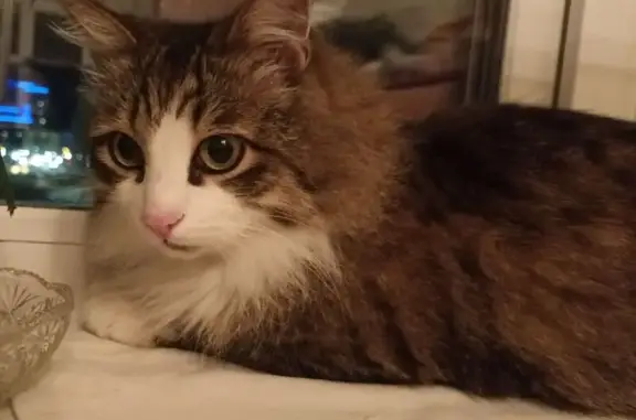 Найдена кошка, Екатеринбург, фото: Камышовая кошка найдена: Репина 17, Екб