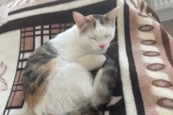 Пропала кошка