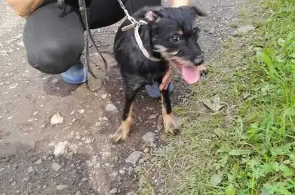 Найдена собака, , фото: Собака найдена в СНТ Победилова, Казань