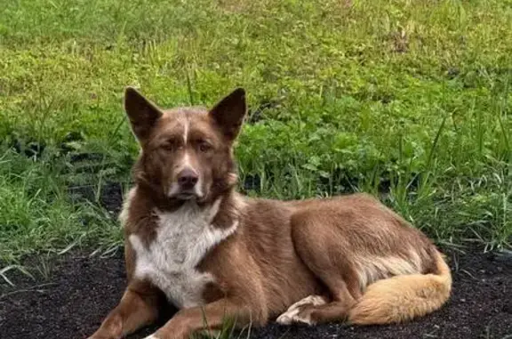 Собака найдена на Яхтенной улице, СПб