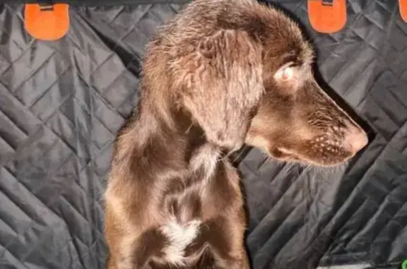 Щенок найден: ул. Кутузова, 142, Барнаул