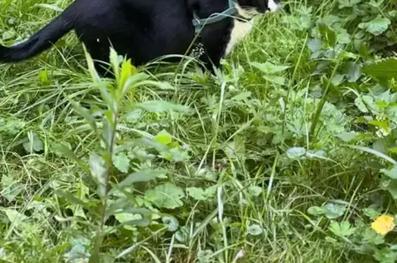 Кошка найдена на Таганрогской улице, Москва