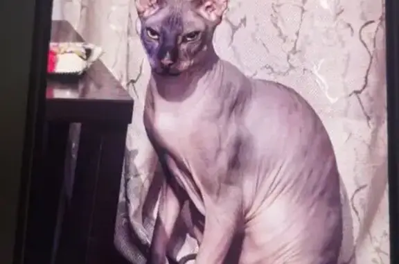 Кошки потеряшки, Вязьма, фото: Потеряшка кошка, Московская ул., Вязьма