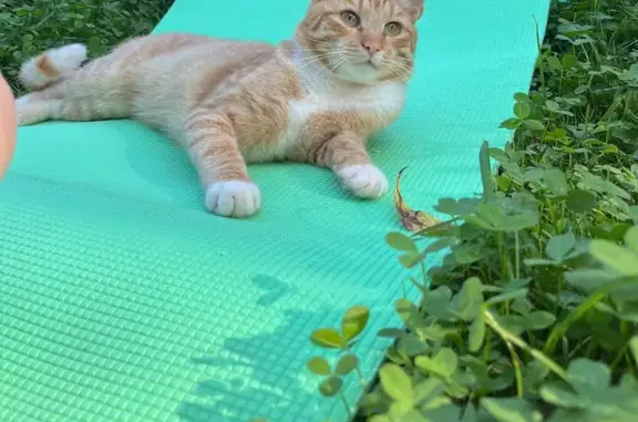 Кошки потеряшки, Ярославская область, фото: Потеряшка кошка в Андрониках, Ярославская обл.