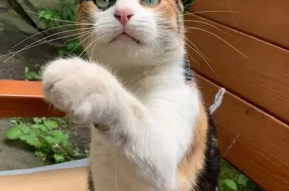 Кошки потеряшки, Москва, фото: Потеряшка кошка, Планерная ул., 16 к6