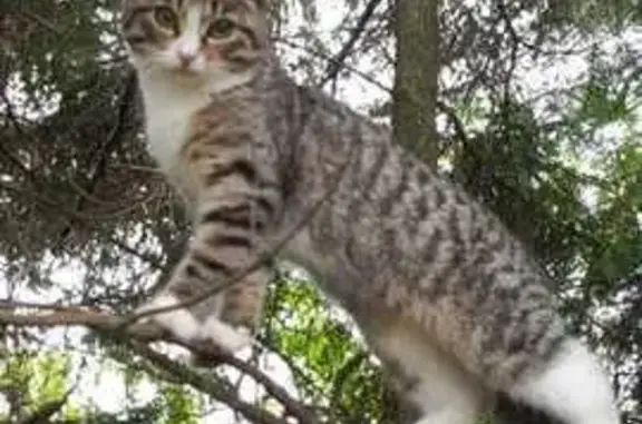 Кошки потеряшки, Чебоксары, фото: Потеряшка кошка, ул. Лебедева 25, Чебоксары