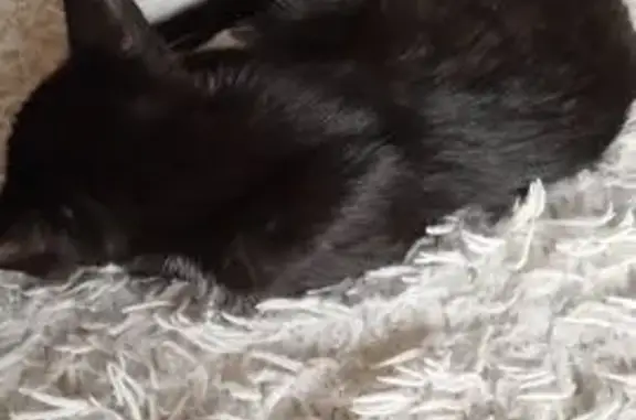 Кошки потеряшки, городское поселение Данилов, фото: Потеряшка кошка, Советская пл., Данилов