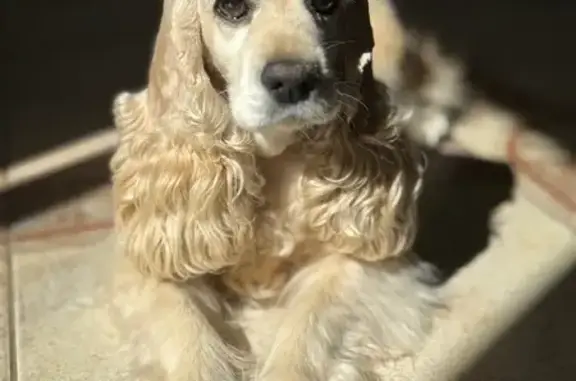Собаки потеряшки, Тула, фото: Потеряшка собака Ника, Тула, 12-й пр. Мясново