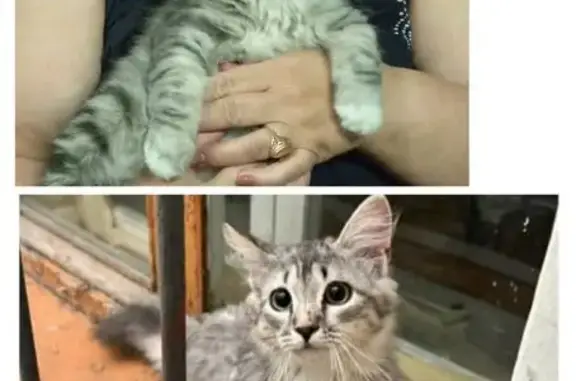 Пропала кошка, Курганская область