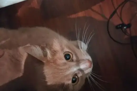 Объявления о пропавших и найденных животных, Ухта, фото: Кошка найдена на пр. Космонавтов, 5/2, Ухта