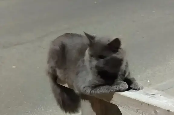 Кошка найдена у ул. Коминтерна, Н. Новгород