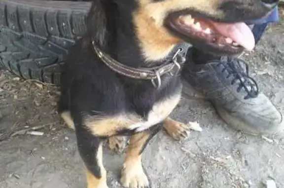 Найдена собака, Волгоград