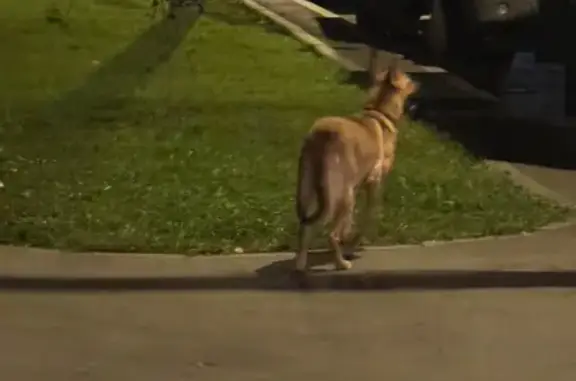 Овчарка найдена: Чертановская ул, 11к1