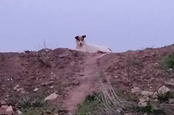 Пропала собака