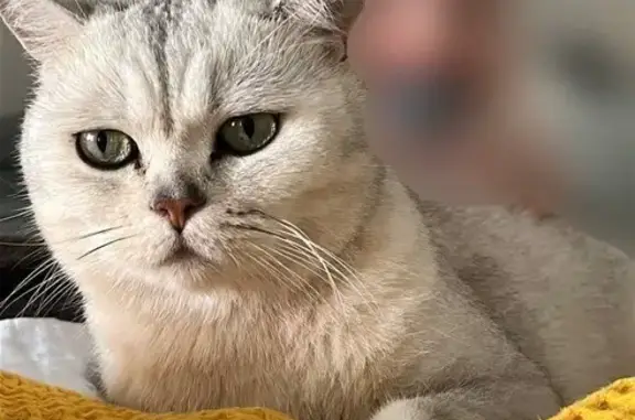 Кошки потеряшки, Москва, фото: Потеряшка кошка, ул. Алабяна, Москва