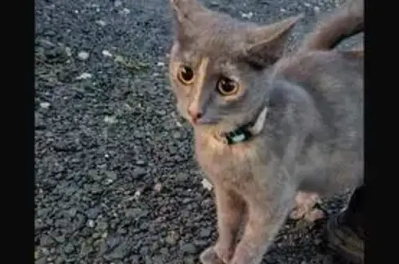 Объявления о пропавших и найденных животных, Владимир, фото: Кошка у помойки, Зелёная ул. 68, Владимир