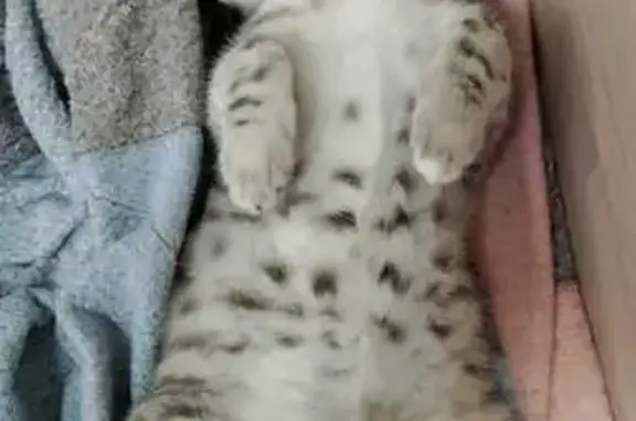 Кошки потеряшки, Уфа, фото: Потеряшка кошка, ул. Вострецова 3, Уфа