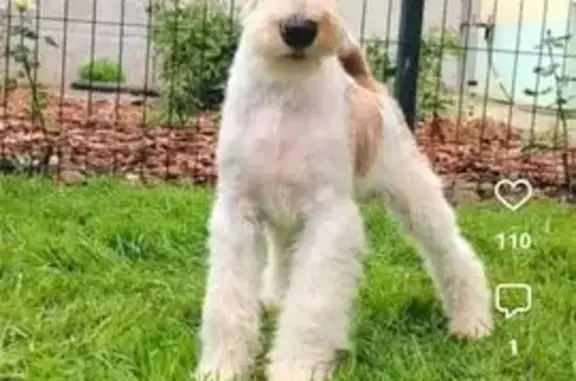 Собаки потеряшки, Тульская область, фото: Потеряшка щенок в Ясной Слободе, Тула