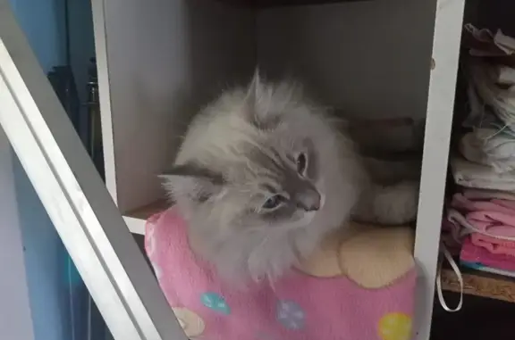 Пропала кошка, Волгоград