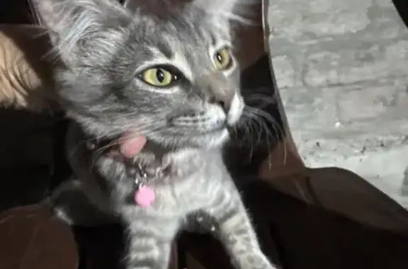 Найдена кошка, Ростов-на-Дону, фото: Найдена кошка, 28-я линия, 37, Ростов-на-Дону