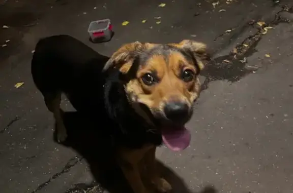 Объявления о пропавших и найденных животных, Москва, фото: Собака найдена: 7-я Парковая 33 к2, Москва