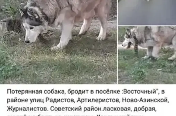 Найдена собака, , фото: Найдена собака