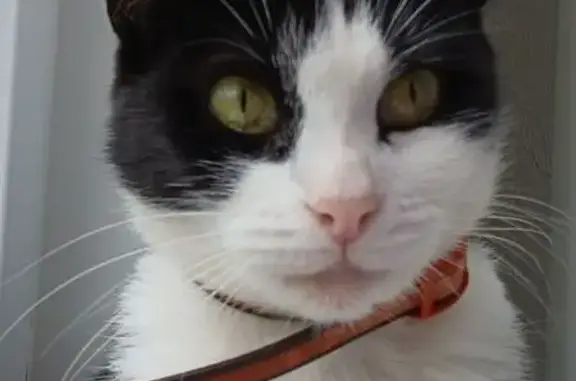 Кошка найдена: Кузнецовская ул., СПб