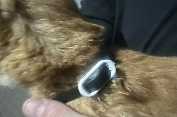 Найдена кошка, Химки, фото: Найдена кошка, Химки