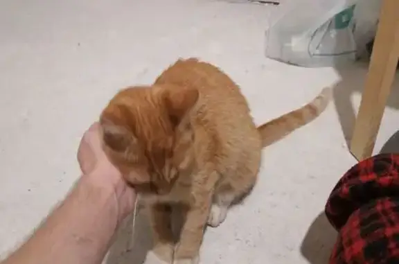 Найдена кошка, Химки, фото: Найдена кошка, Химки