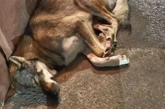 Собака найдена у Долгоозёрной 10, СПб