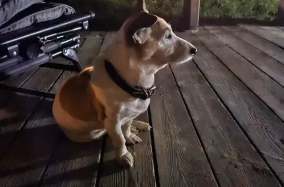 Собака найдена, Зарайск, Правобережная