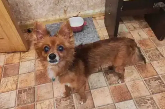 Пропала собака