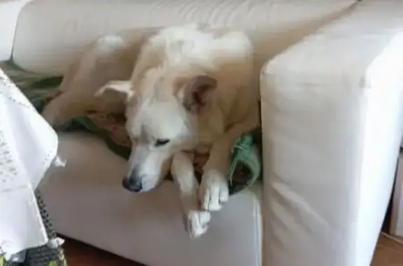 Собаки потеряшки, Москва, фото: Потеряшка собака, Открытое шоссе 15с1