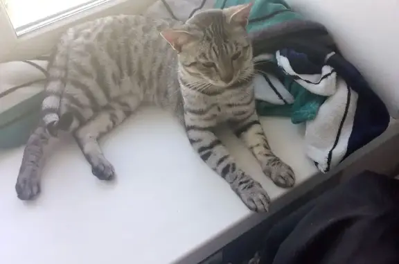 Найдена кошка, Хабаровск, фото: Кошка найдена: ул. Ворошилова, 28, Хабаровск