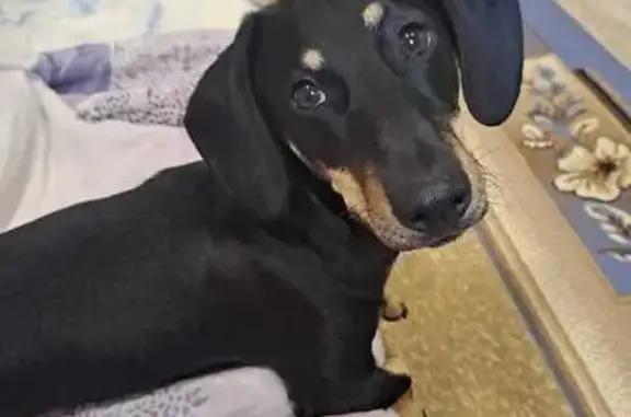 Такса найдена в Томске, ул. Тимирязева