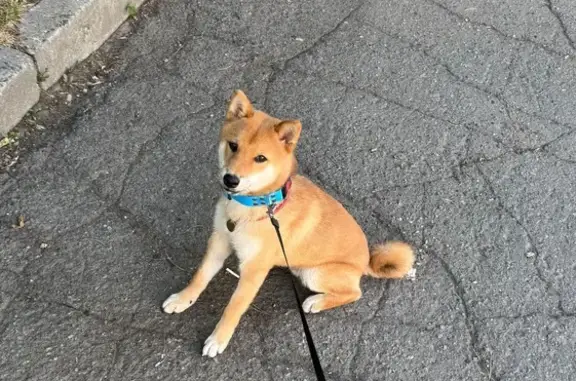 Собаки потеряшки, Иркутск, фото: Потеряшка собака, ул. Безбокова 30/7, Иркутск