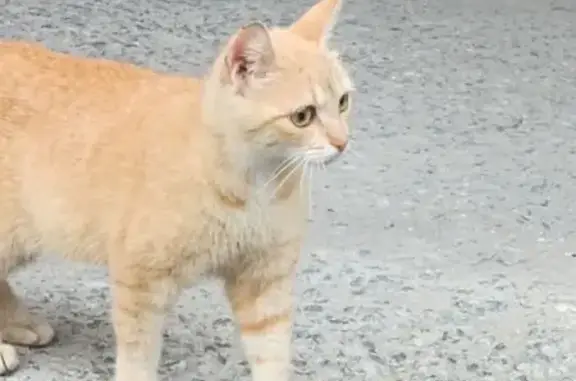 Кошка найдена на Советской, 53, Искитим