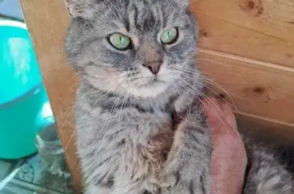 Найдена кошка, Спасс, фото: Кошка найдена: 46Н-00418, 21