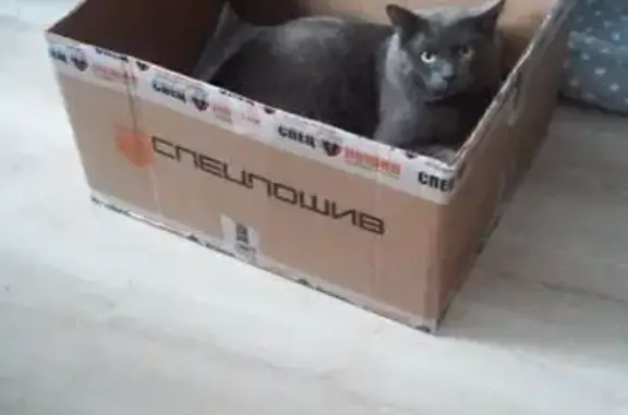 Пропала кошка