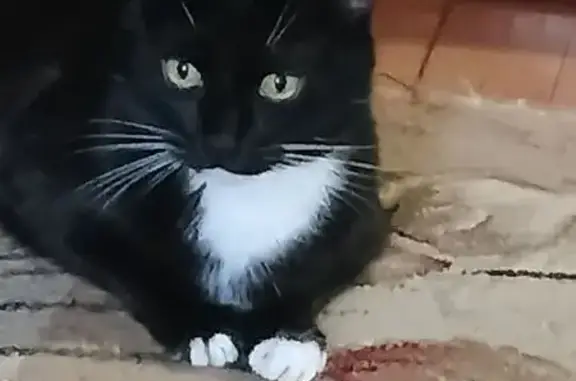 Кошки потеряшки, , фото: Потеряшка кошка, Ворошилова 12, Тольятти