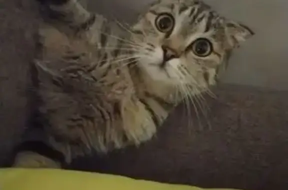 Кошки потеряшки, Уфа, фото: Потеряшка кот, ул. Молодёжная, 20В, Уфа