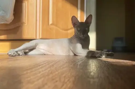 Кошки потеряшки, Хабаровск, фото: Потеряшка кошка, Индустриальная 7, Хабаровск