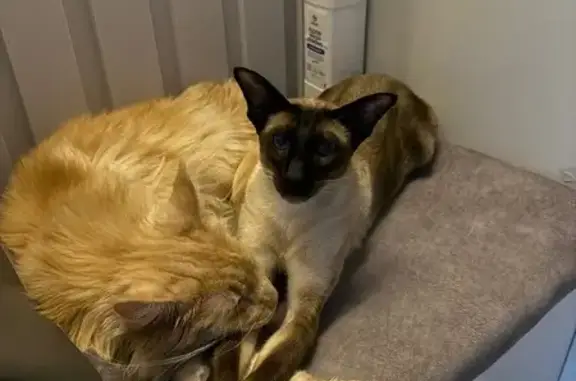 Кошки потеряшки, Омская область, фото: Потеряшка кошка, Калачинск, Омская обл.