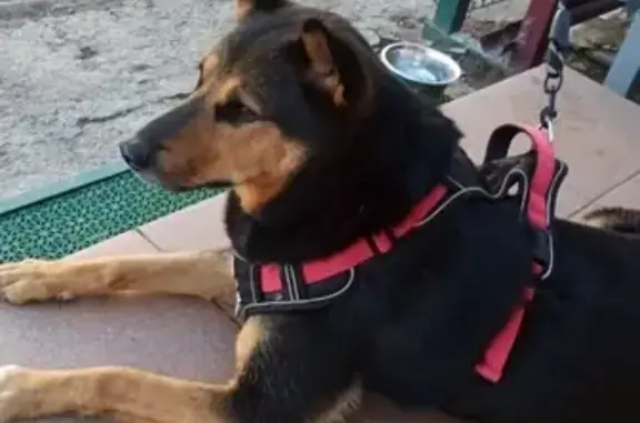 Собака найдена: Кабельный проезд, Чебоксары