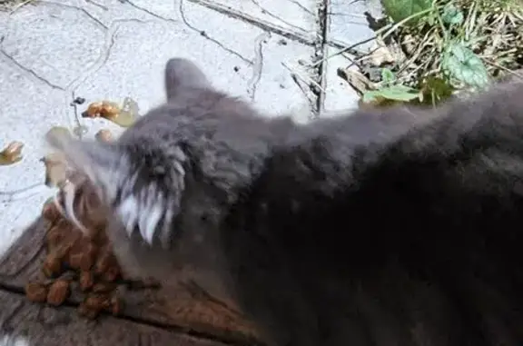 Найдена кошка, Тюмень, фото: Кошка найдена на Сосьвинской улице, Тюмень