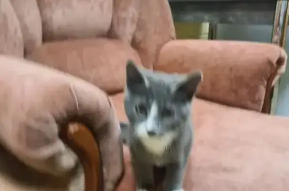 Найдена кошка, Чехов, фото: Котёнок найден на Первомайской, Чехов