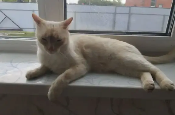 Кошки потеряшки, Пензенская область, фото: Потеряшка кошка в Бессоновке, Пензенская обл.